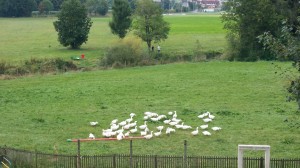 13. Uitzicht vanuit de hotelkamer Ellwangen